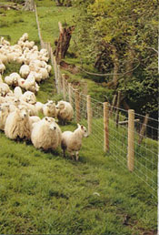 Stock Fencing